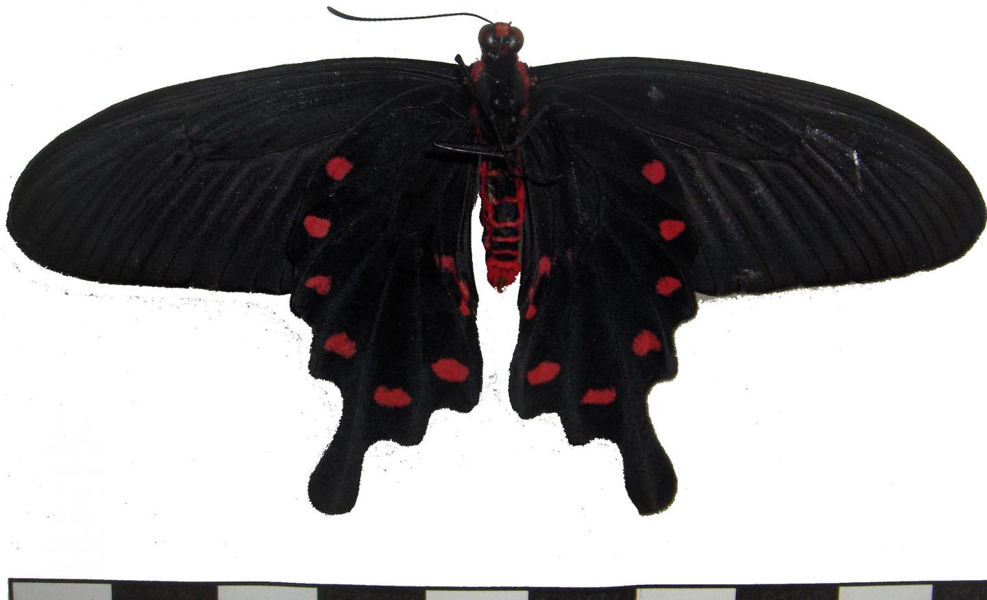 Black Butterfly Wings Can Help Improve Solar Cell Function (3 of 9)