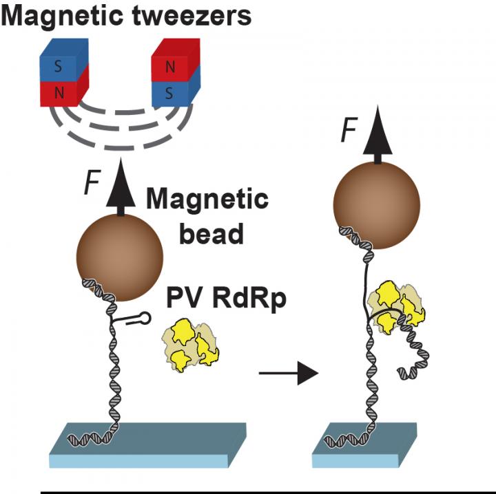 Tweezers [IMAGE] EurekAlert! Science News Releases