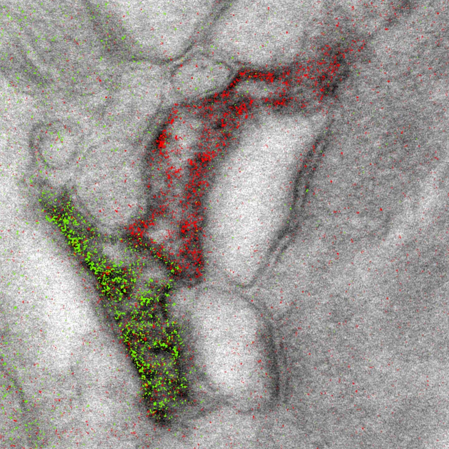 Astrocytes Contacting the Same Synapse