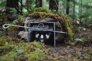 western spotted skunk