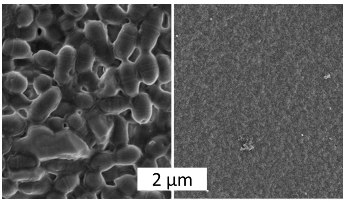 Biofilm Formation