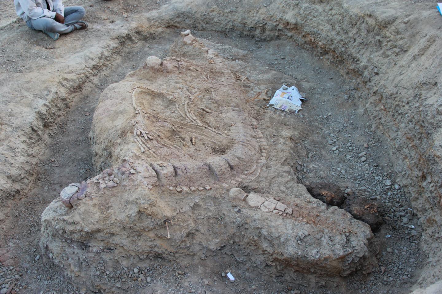 First Jurassic Ichthyosaur Fossil Found in India