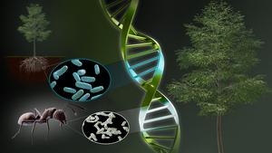 Chimera photosynthesis regulating gene origins