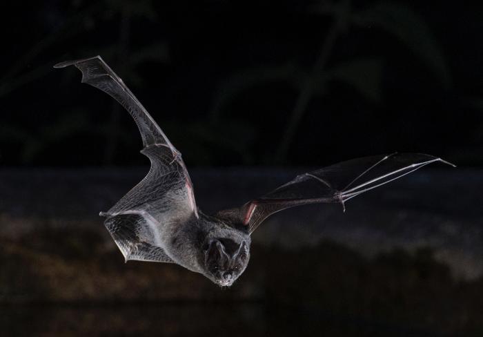 Barbastelle bat
