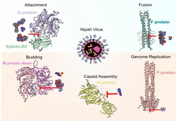 Study Pinpoints New Drug Targets to Treat Nipah Virus