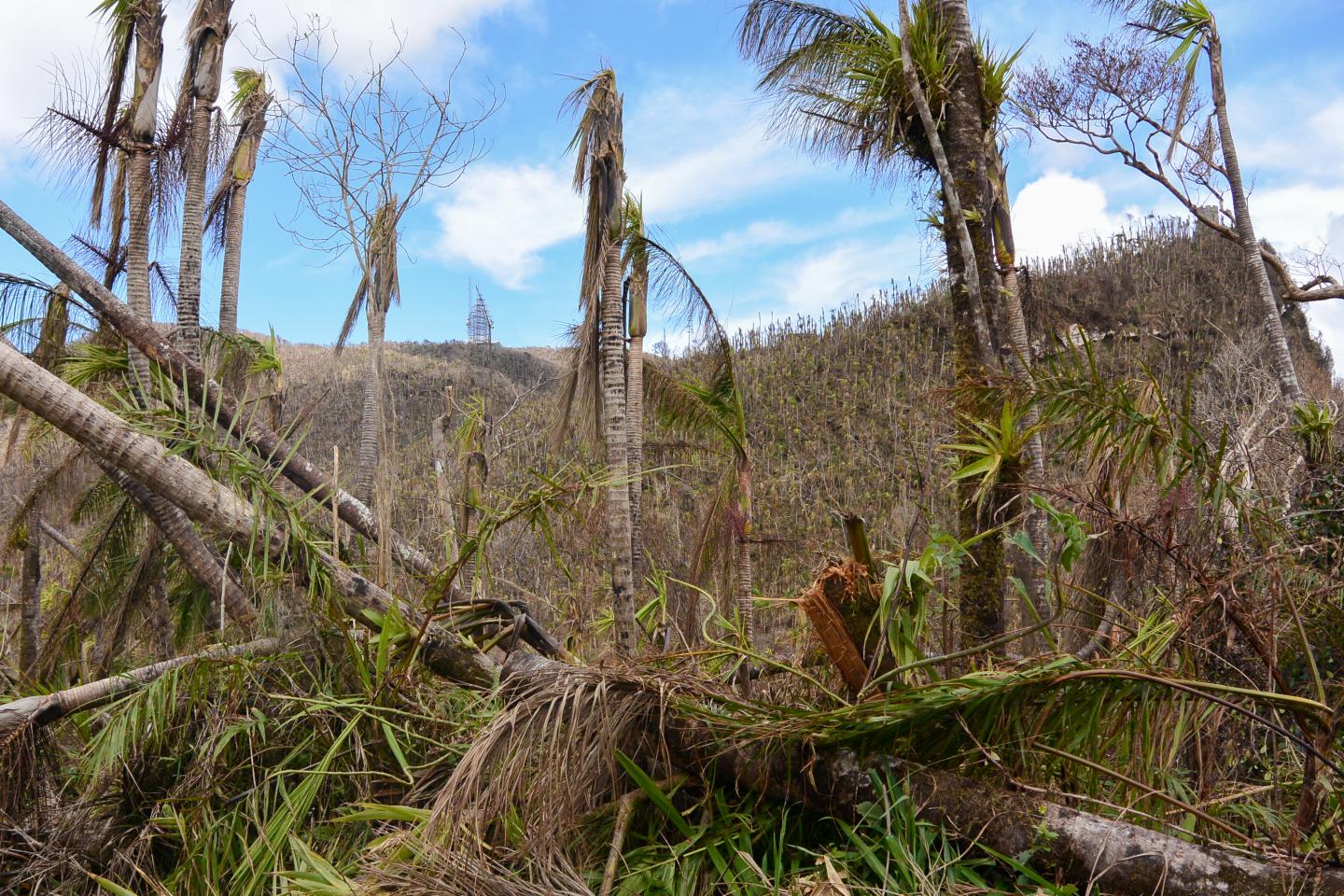 Hurricane Maria's Hit on the Island