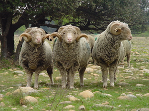 Sheep democracy 3