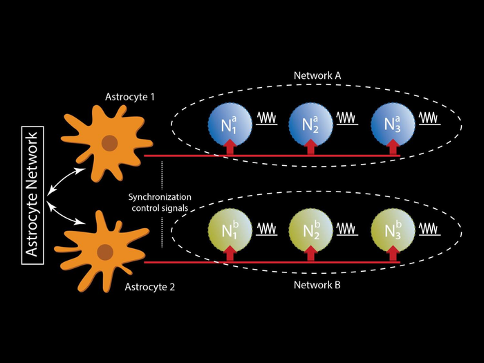 Astrocyte Network