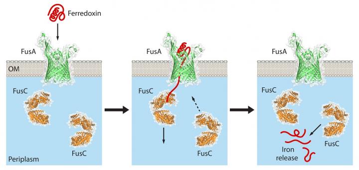 How Plant-Rotting Bacteria Steal Iron to Survive