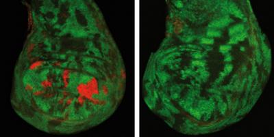 When Gene Silencing Fails