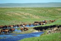 Modern Domestic Horse Herd In Northern Kazakhstan, 2016