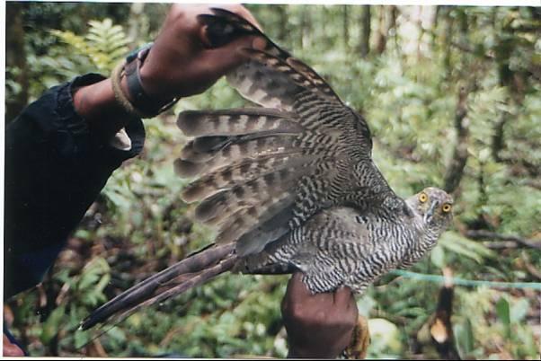 Henst's Goshawk