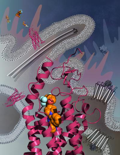What Looks Like a GPCR but Isn't?