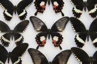 <em>Papilio polytes</em> Wing Patterns