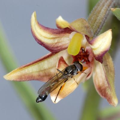 Eastern Marsh Helleborine and Hoverfly