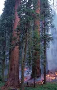 Prescribed Burn in Giant Sequoia Forest