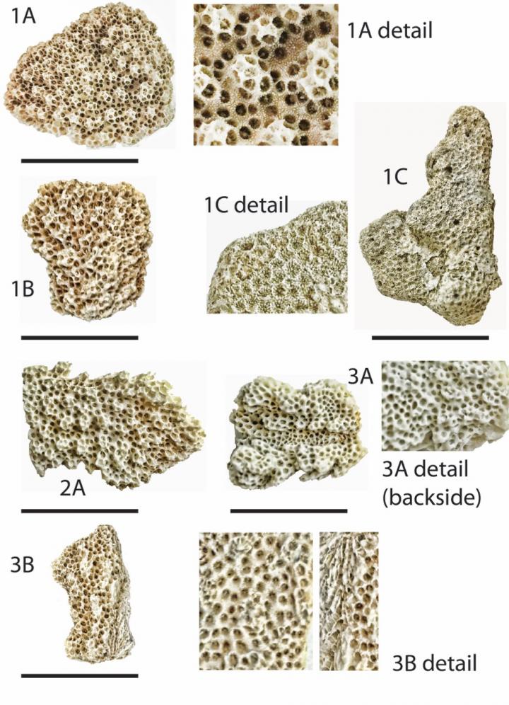 Coral Fragments used in Study
