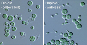 Newly discovered sexual reproduction process to further understanding of plant and algae evolution