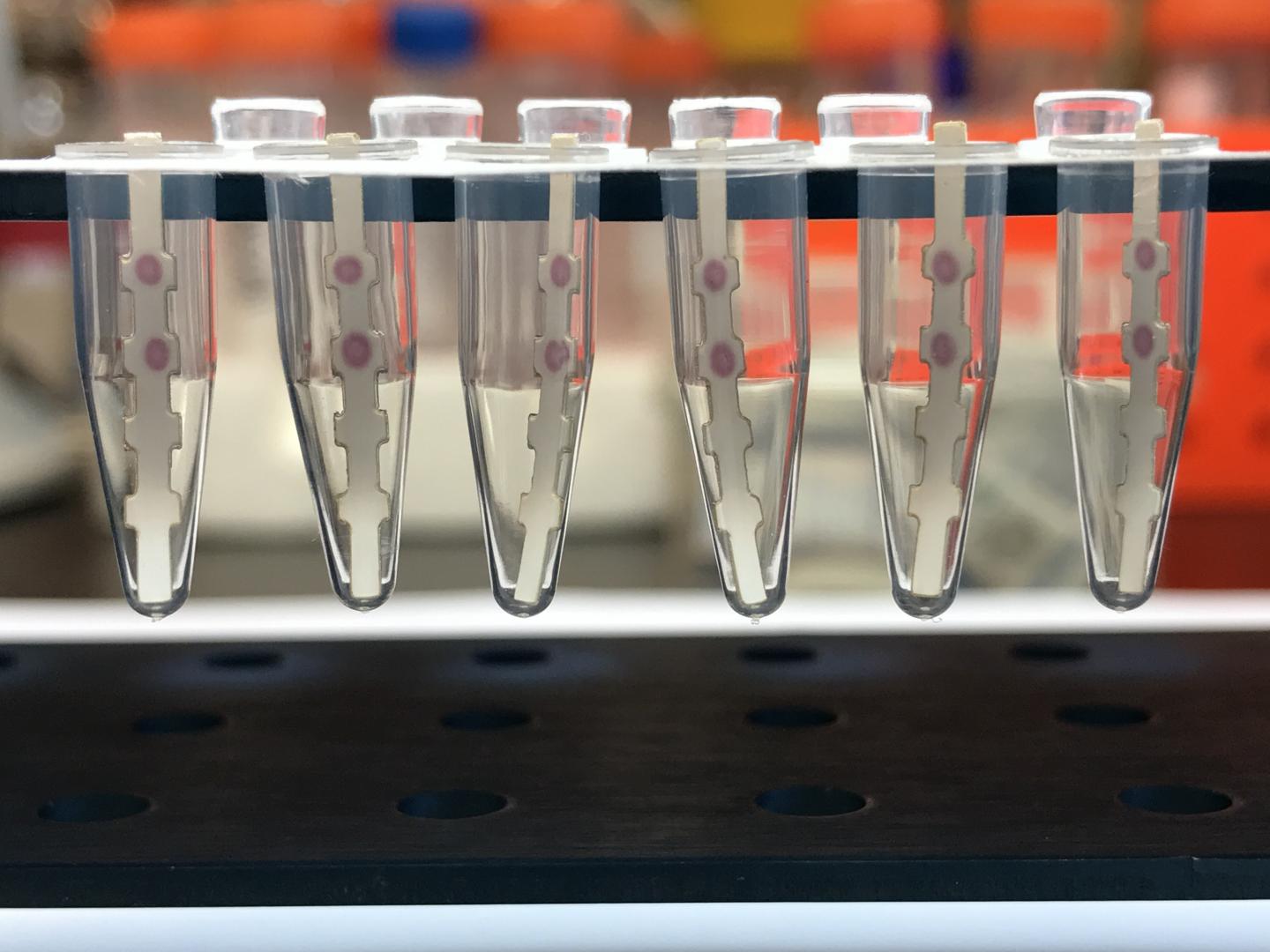 Fast and Accurate "Dipstick" Test for Diagnosing Zika (1 of 5)