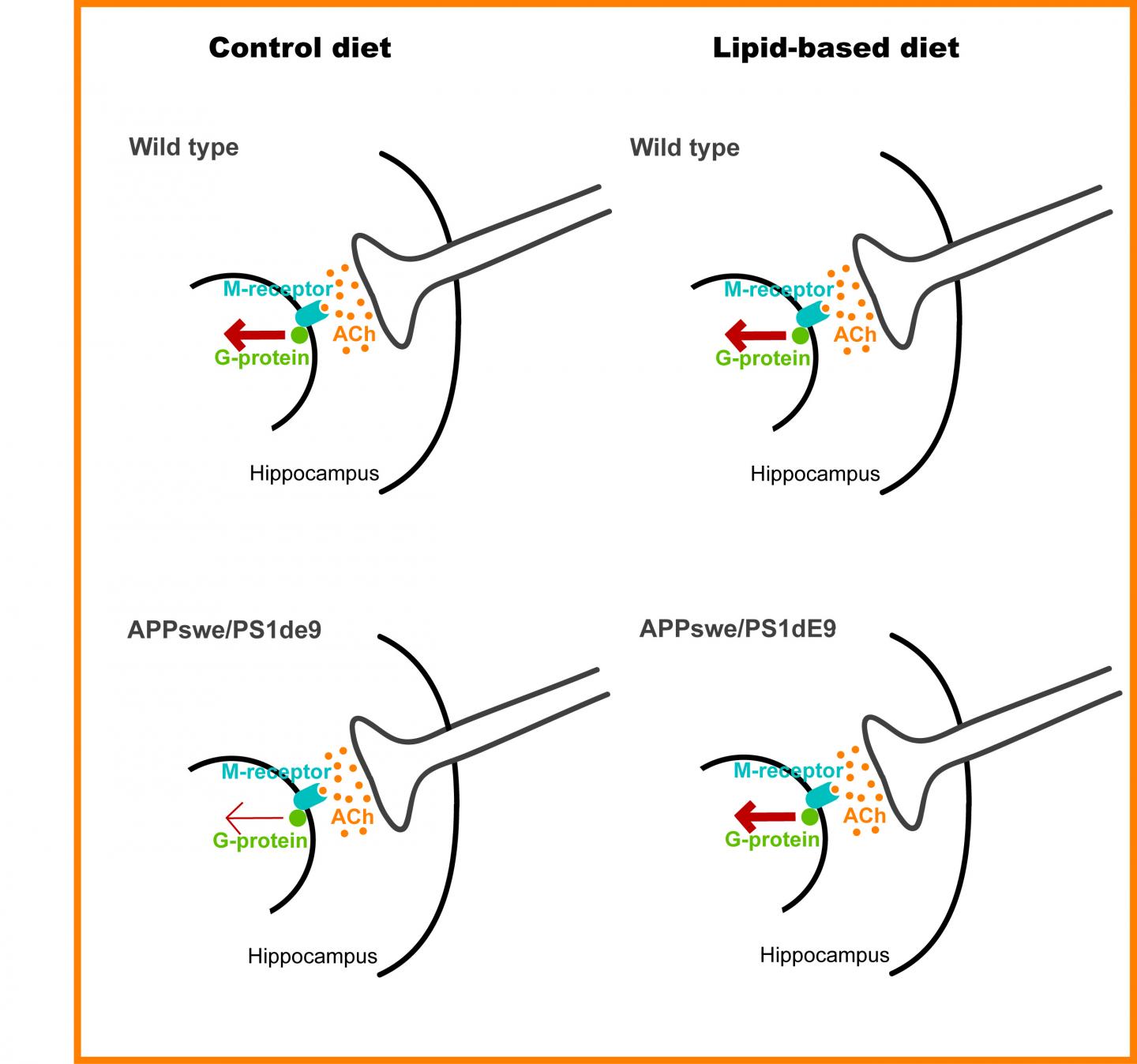 Lipid-Based Diets Effectively Combat Alzheimer's Disease in Mouse Model