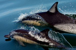 common dolphin (Delphinus delphis)