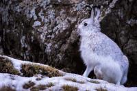 A Faroese Mountain Hare, <em>Lepus Timidus</em>