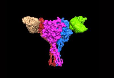Human Epithelial Sodium Channel