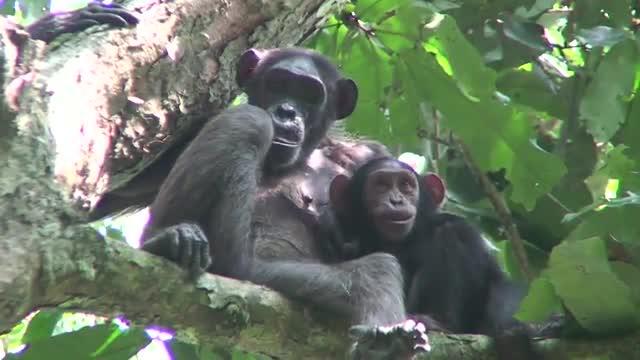 Gorillas and Chimpanzees Study in Western Equatorial Africa
