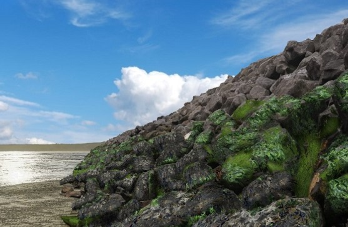Coastal image used in research showing diversity of species at coast improves wellbeing