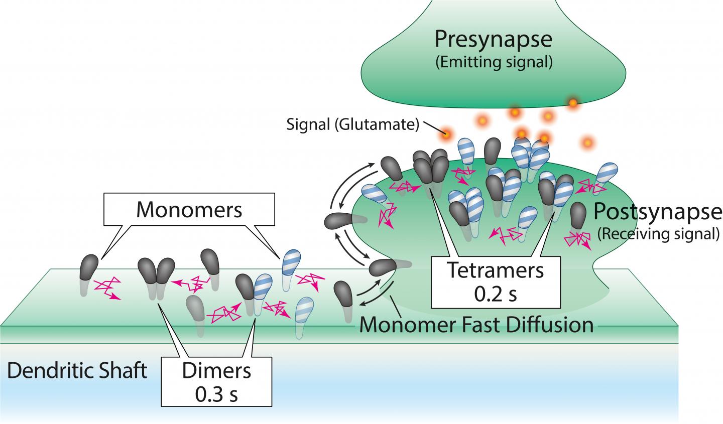 Diagram of Tetramer Formation in the Synapse