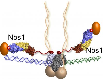 Nsb1 Molecules