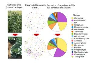 Network analysis of eukaryotic SVs in Field 1 under crop rotation