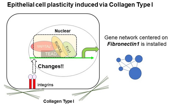 Epithelial cell plasticity induced via Collagen Type I