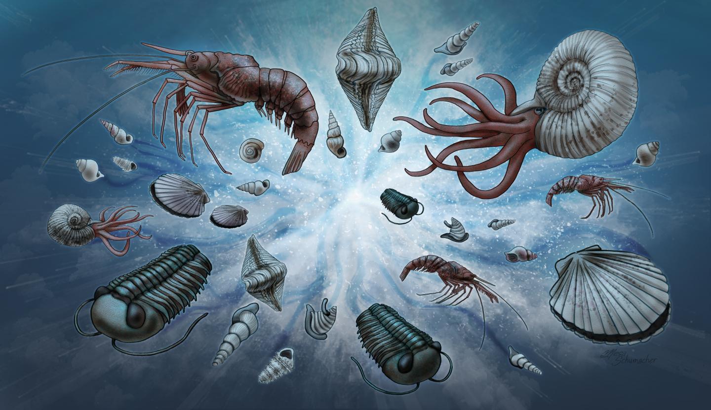 Cambrian Explosion Illustration