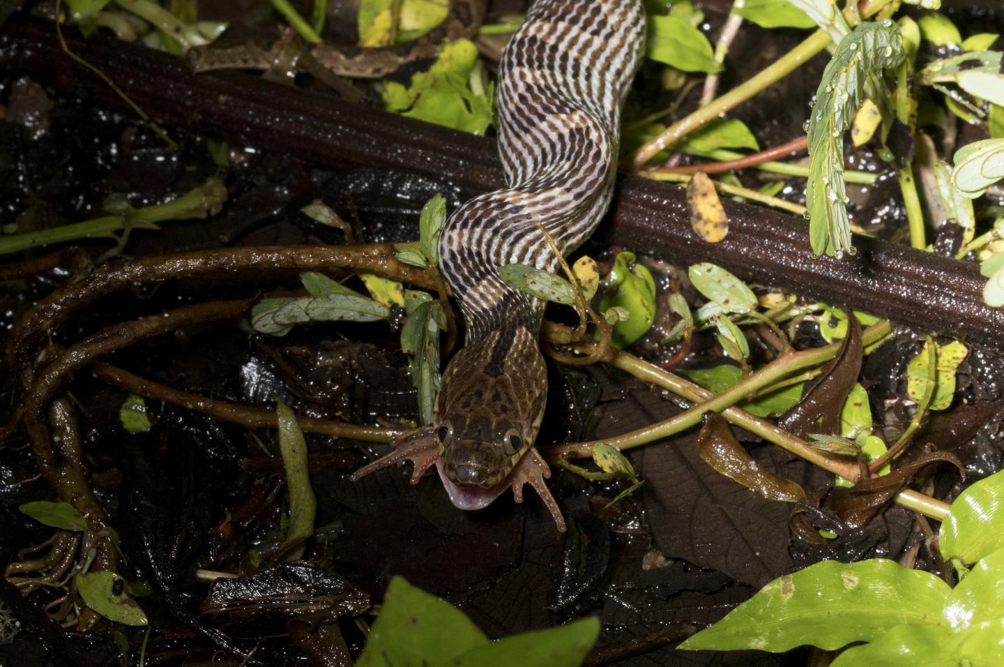 Leptodeira Eats Toad