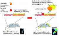 Sites of Autoimmune Inflammation Revealed by Expression of Firefly Protein