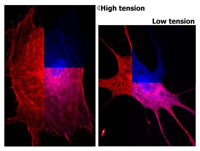 Stem Cell Maps of Molecular Modeling Due to Cell Tension