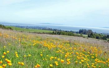 Yellow California Poppies in the Great Meadow on UCSC Campus