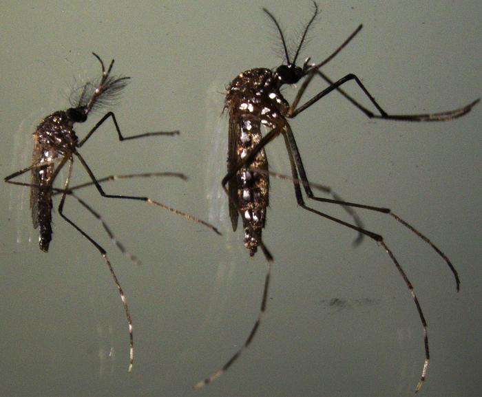 How eggs of the Zika-carrying mosquito survive desiccation