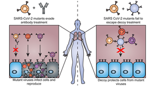 Decoy nanoparticles