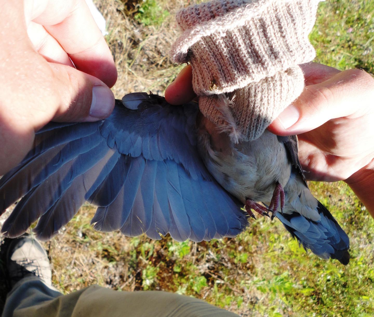 Mourning Dove Wing