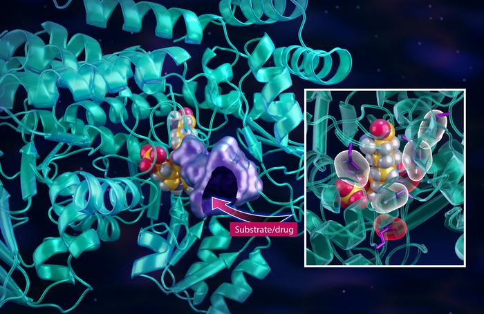 Neutrons seek to stop cancer from hijacking a metabolic highway