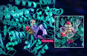 Neutrons seek to stop cancer from hijacking a metabolic highway