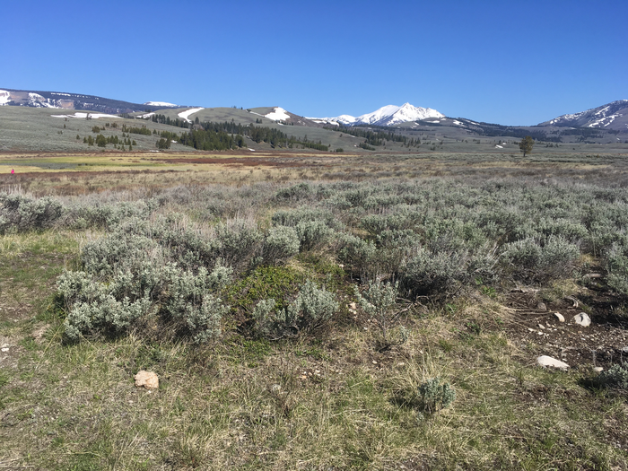 Front Cover, Invasive Plant Science and Management , Volume 14 , Issue 4 , December 2021