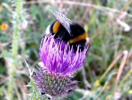 Male Bumblebee Feeding On A Thistle Flower