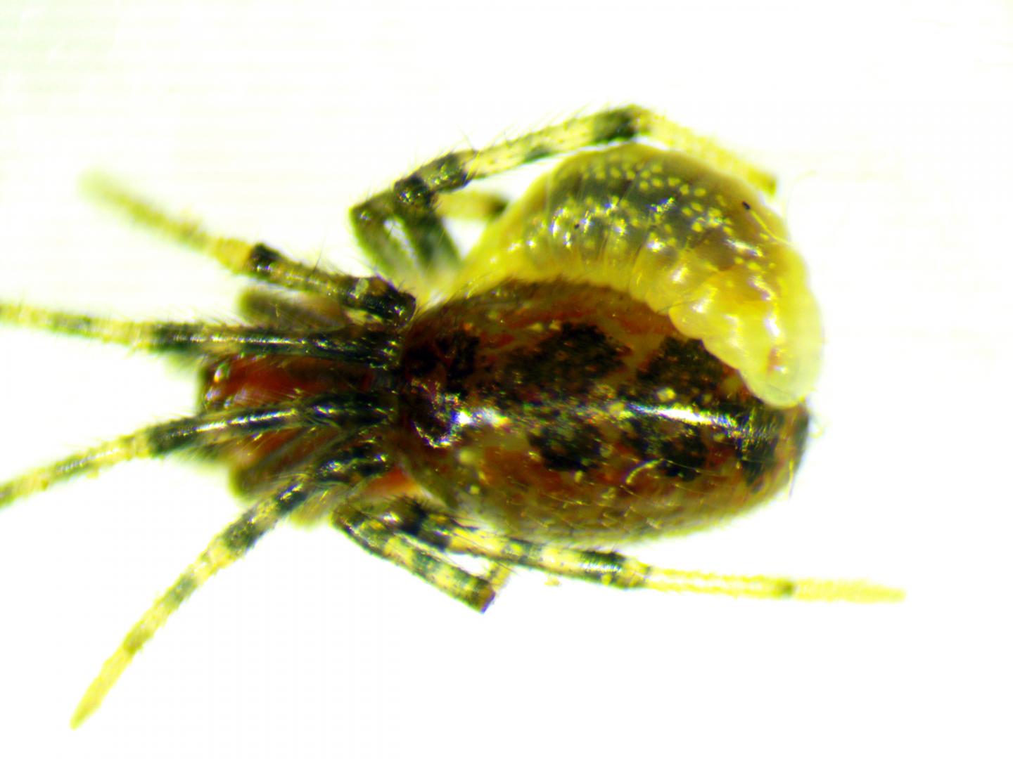 Wasp Larva Attached to Spider Abdomen