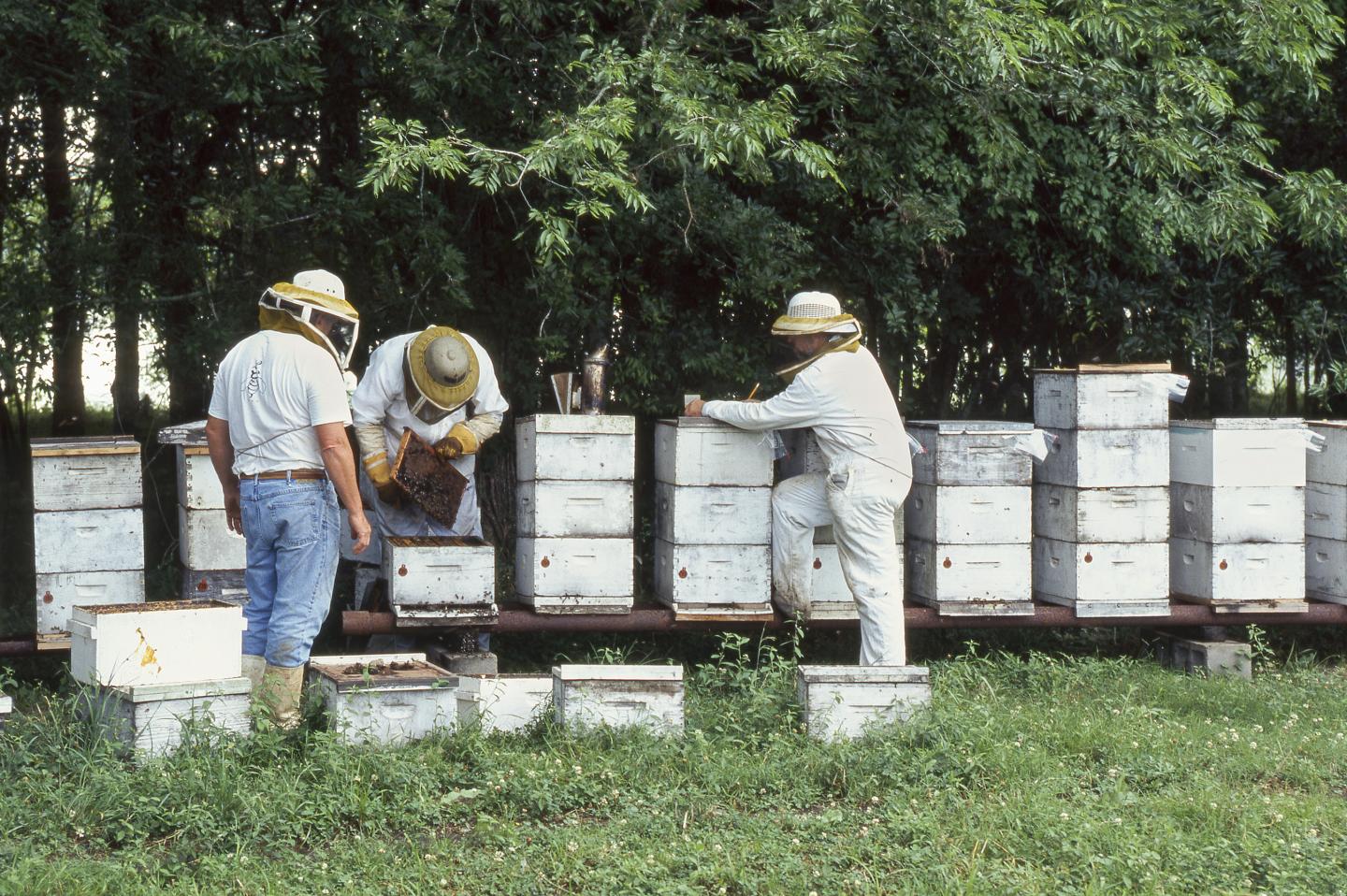 Bee Boxes Being Handled