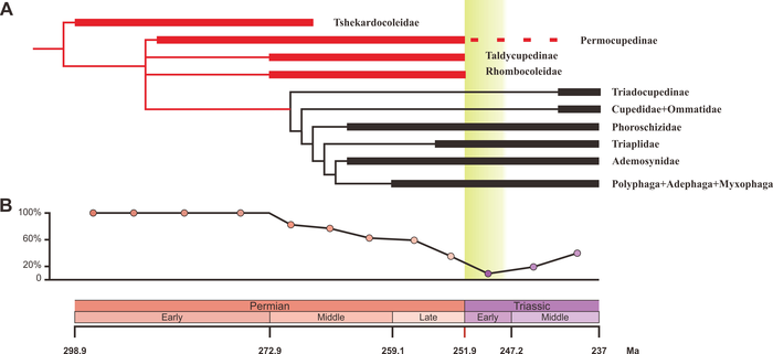 Phylogeny of early beetles (A) and genus percentages of xylophagous groups (B)