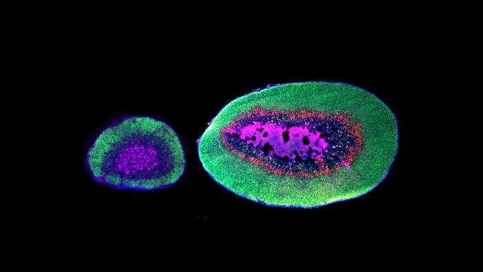 Cells of Monogamy