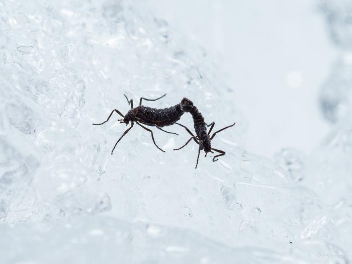 Antarctic midges mating